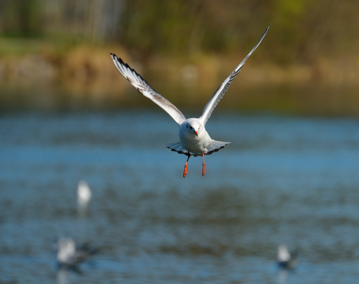 Anflug auf der Aare