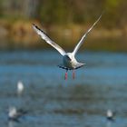 Anflug auf der Aare