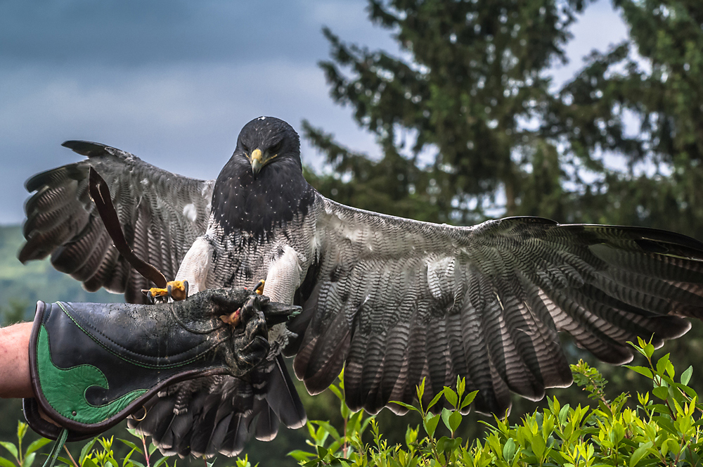 Anflug auf des Hern Hand