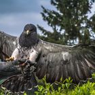 Anflug auf des Hern Hand