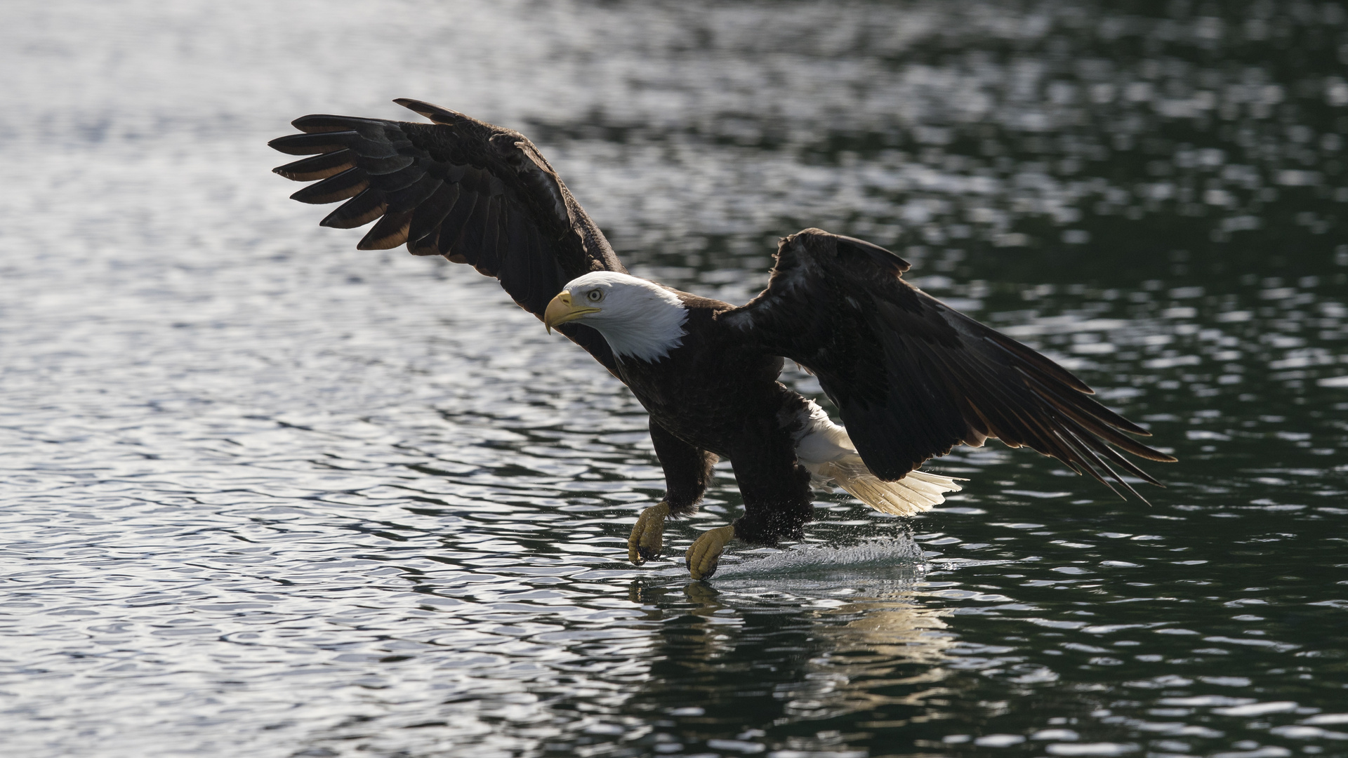 Anflug auf die Beute 