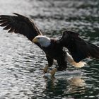 Anflug auf die Beute 