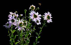 Anflug auf die Blüte