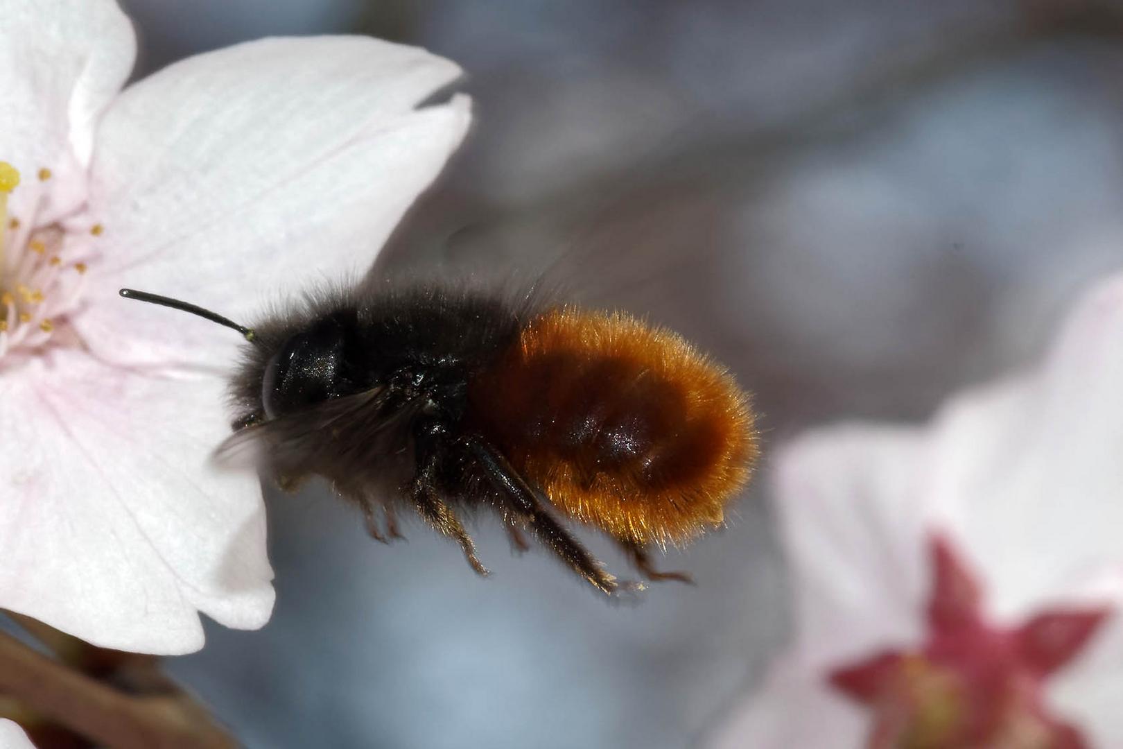 Anflug auf die Blüte