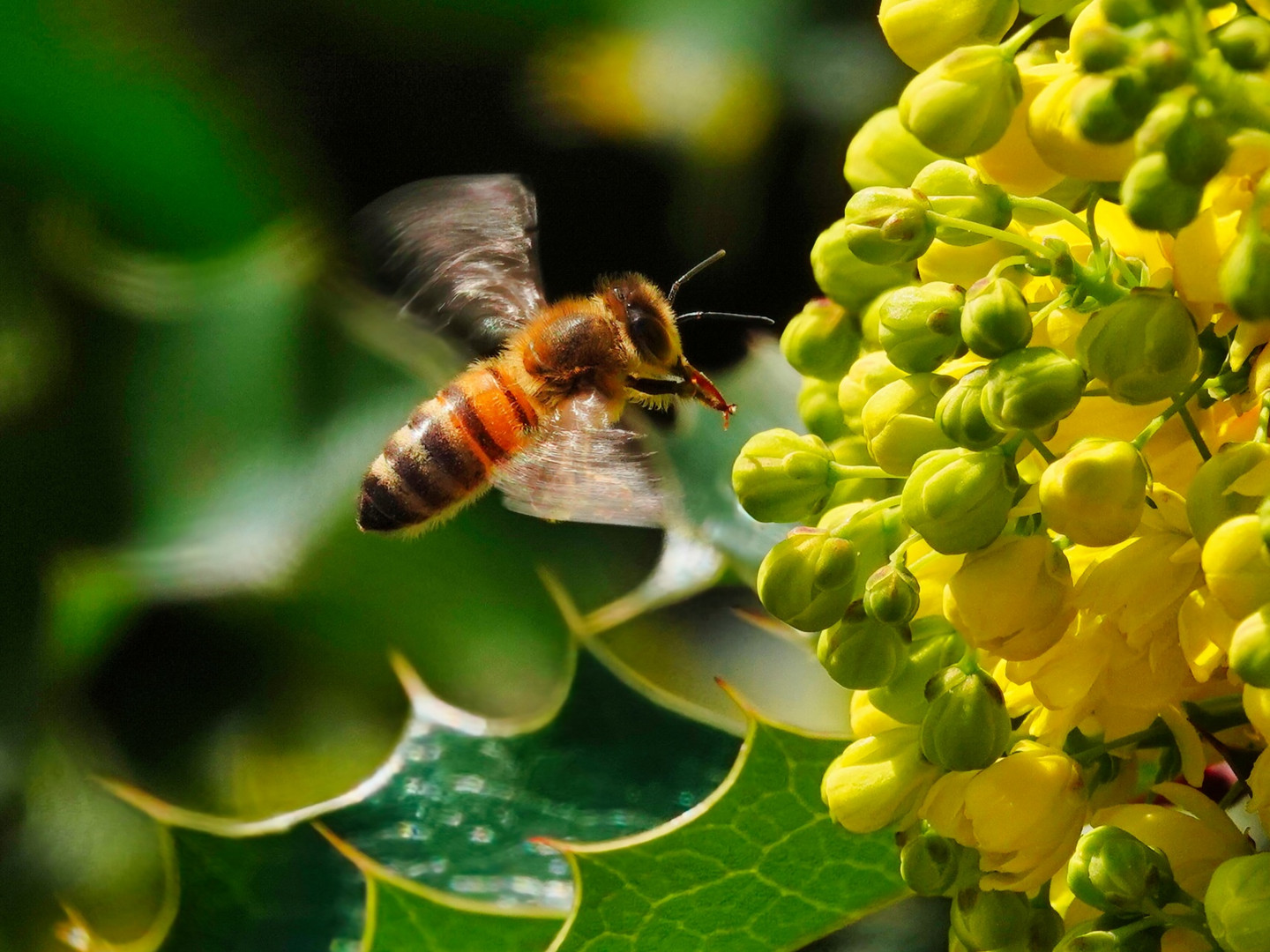 Anflug auf die Blüte 