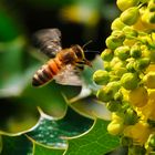 Anflug auf die Blüte 