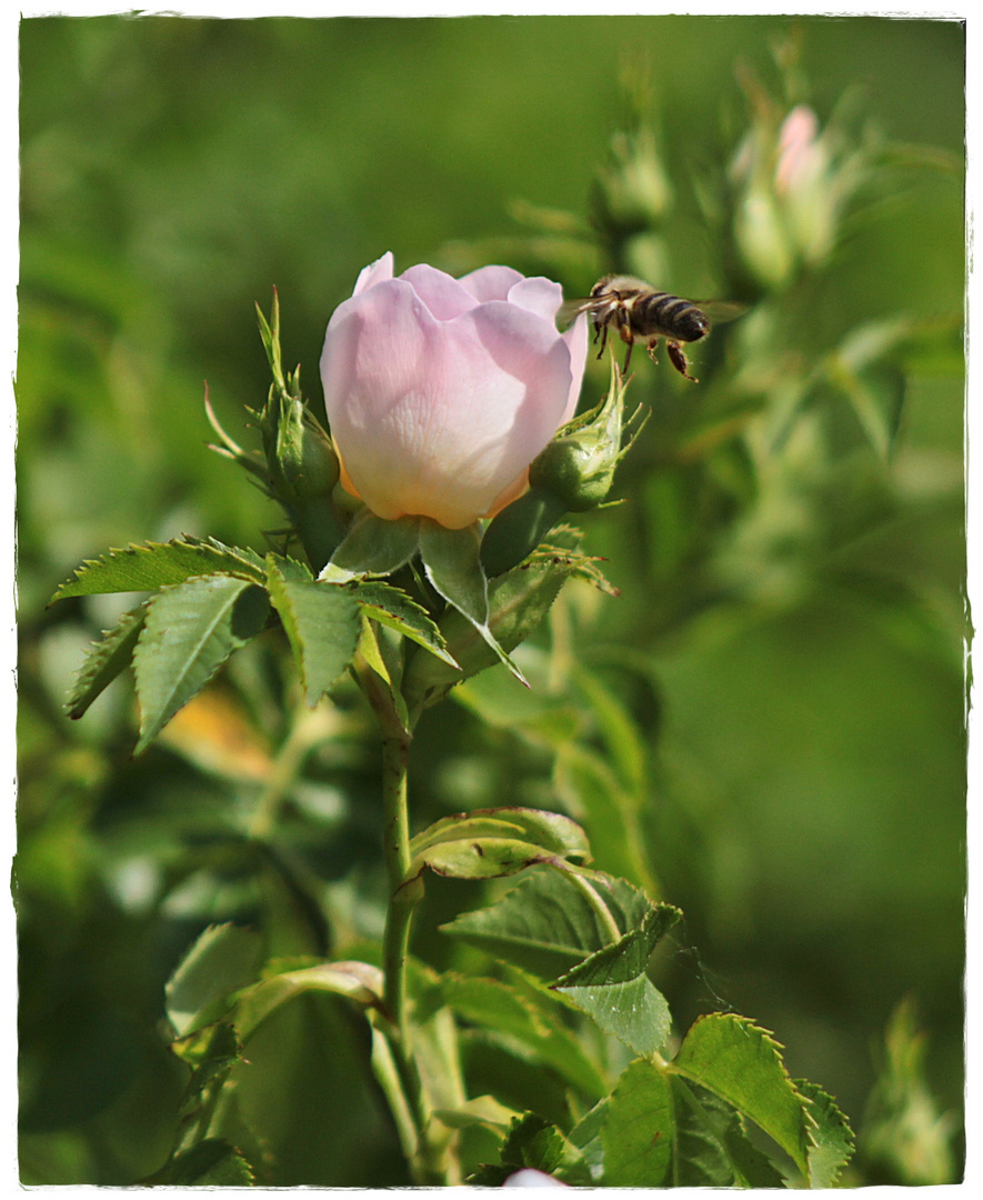 Anflug auf die Blüte