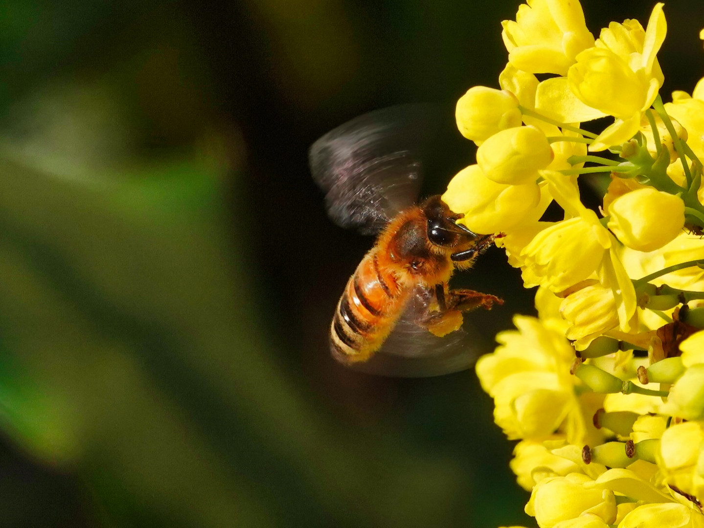 Anflug auf die Blüte 