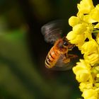 Anflug auf die Blüte 