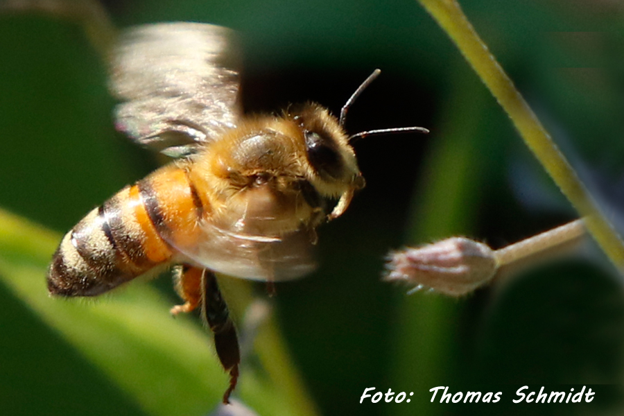 Anflug auf die Blüten