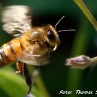 Anflug auf die Blüten