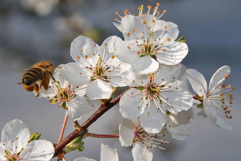 Anflug auf die Blüten