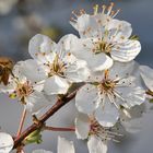 Anflug auf die Blüten