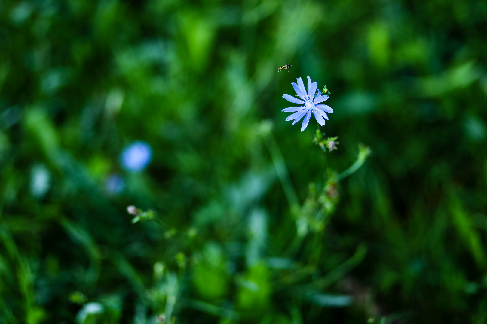 Anflug auf die Blume