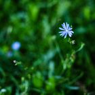 Anflug auf die Blume