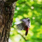 Anflug auf die Bruthöhle