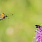 Anflug auf die Dame des Herzens