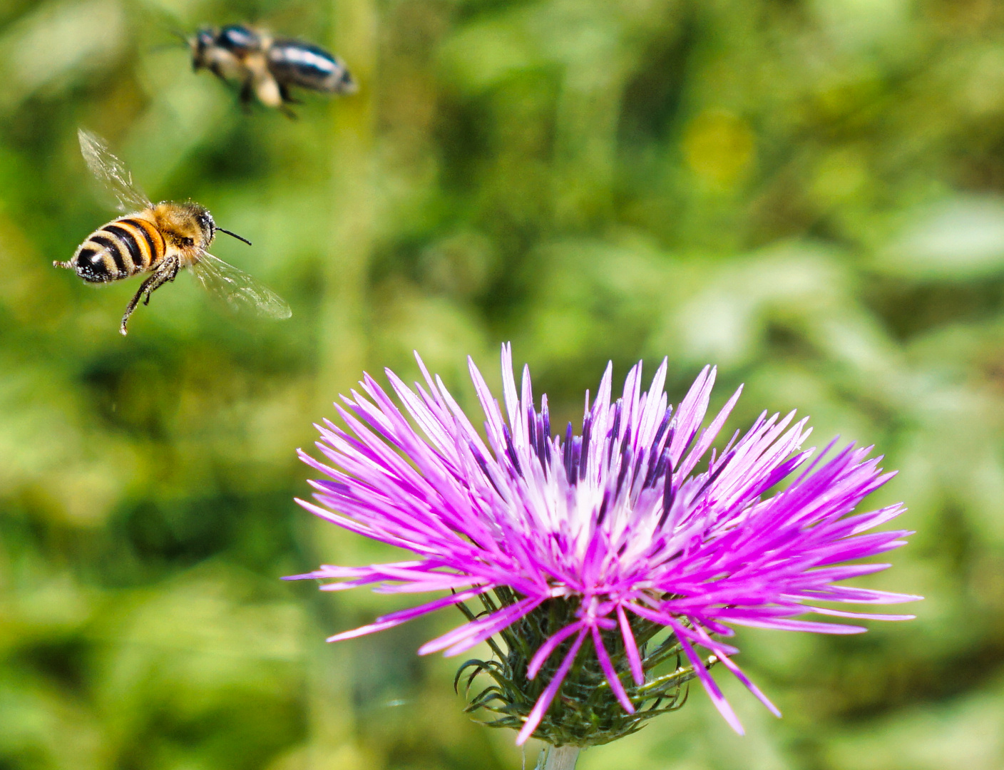 Anflug auf die Distel