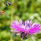 Anflug auf die Distel