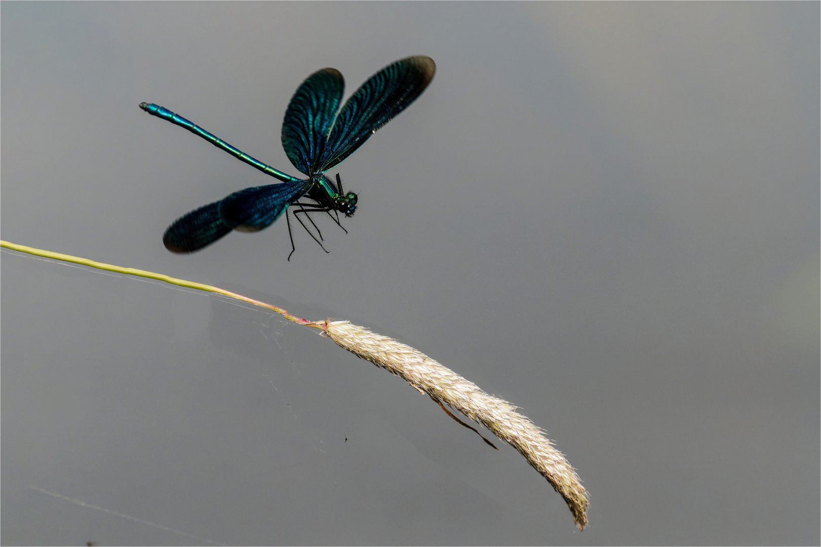 Anflug auf die Grasähre  .....