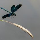 Anflug auf die Grasähre  .....