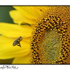 "Anflug auf die große Sonnenblume"