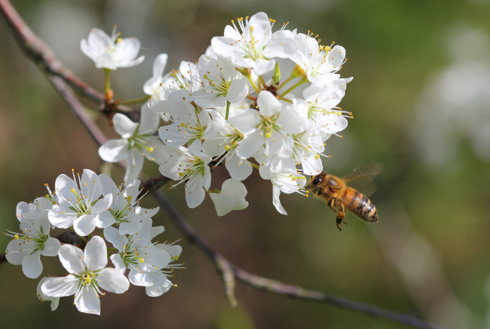 Anflug auf die Kirschblüte