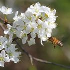 Anflug auf die Kirschblüte