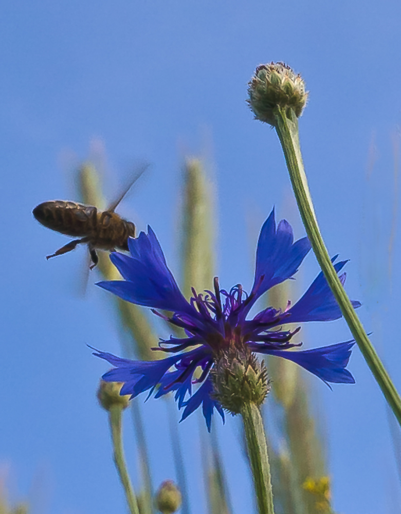 Anflug auf die Kornblume