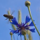 Anflug auf die Kornblume