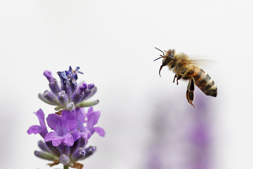 Anflug auf die Lavendelblüte