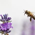 Anflug auf die Lavendelblüte