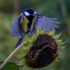 Anflug auf die Mahlzeit