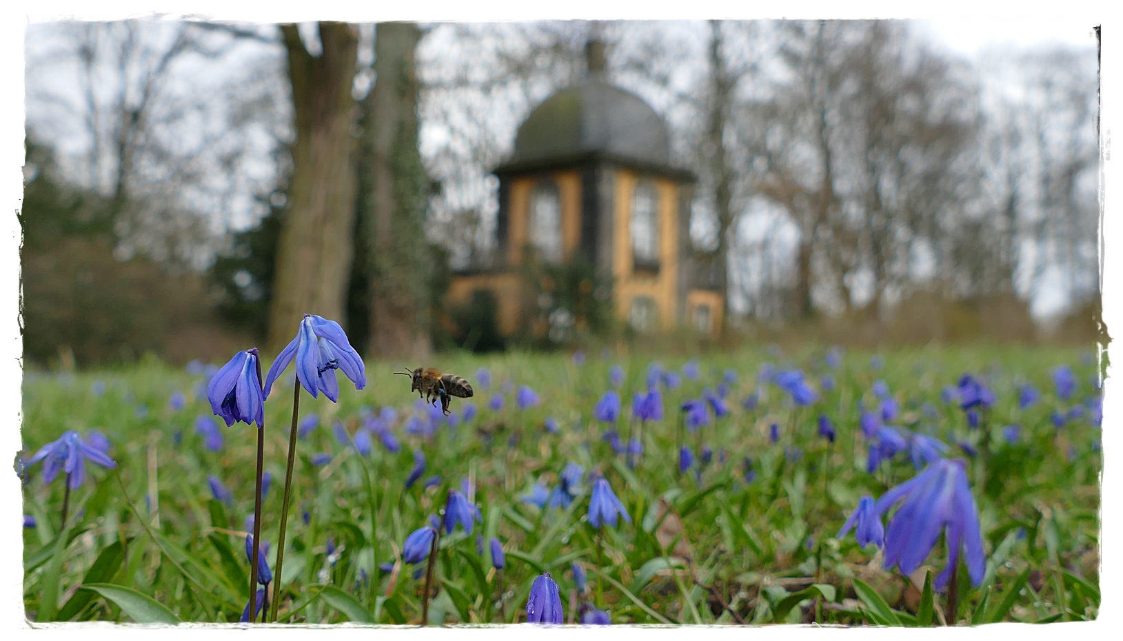 Anflug auf die Scilla - Blüte