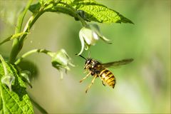 Anflug auf eine Blüte..