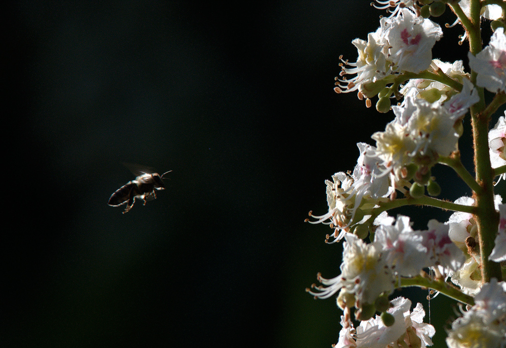 Anflug auf eine Kastanienblüte