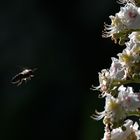 Anflug auf eine Kastanienblüte