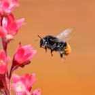 Anflug auf eine süsse Leckerei