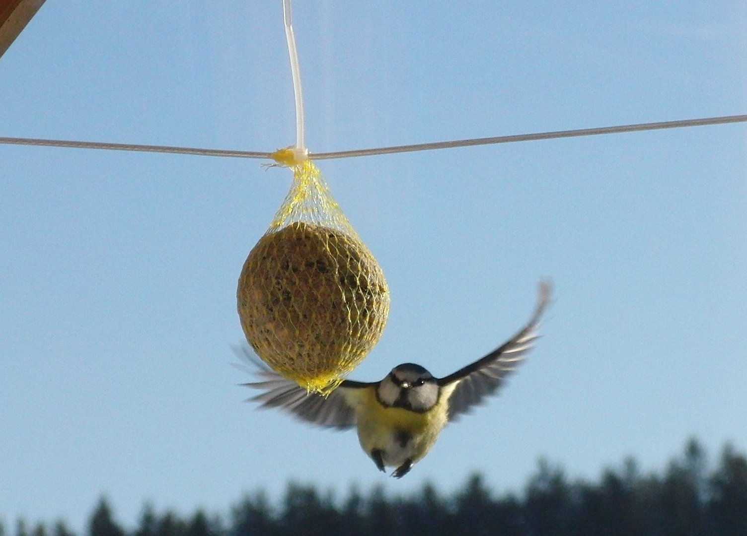 Anflug auf Futter