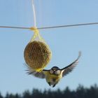 Anflug auf Futter