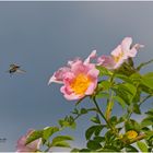 Anflug auf Heckenröschen