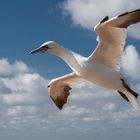 Anflug auf Helgoland