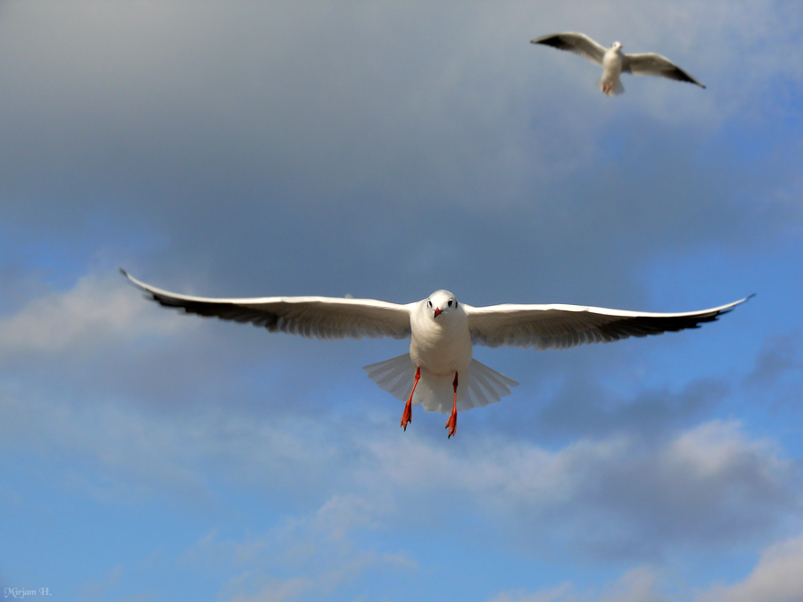 ...anflug auf kekshäppchen...