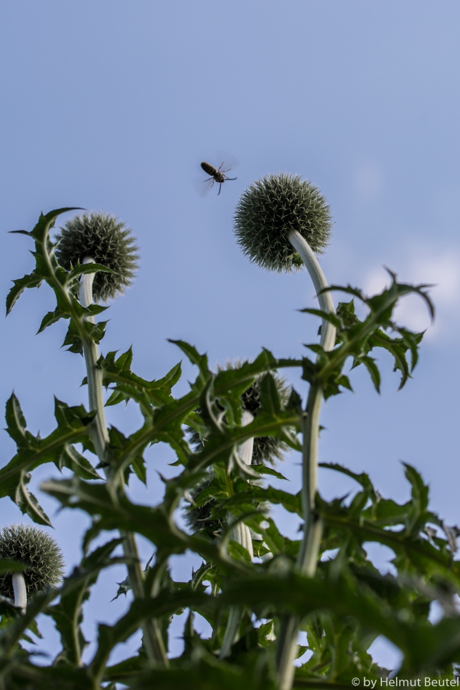 Anflug auf Kugeldistel