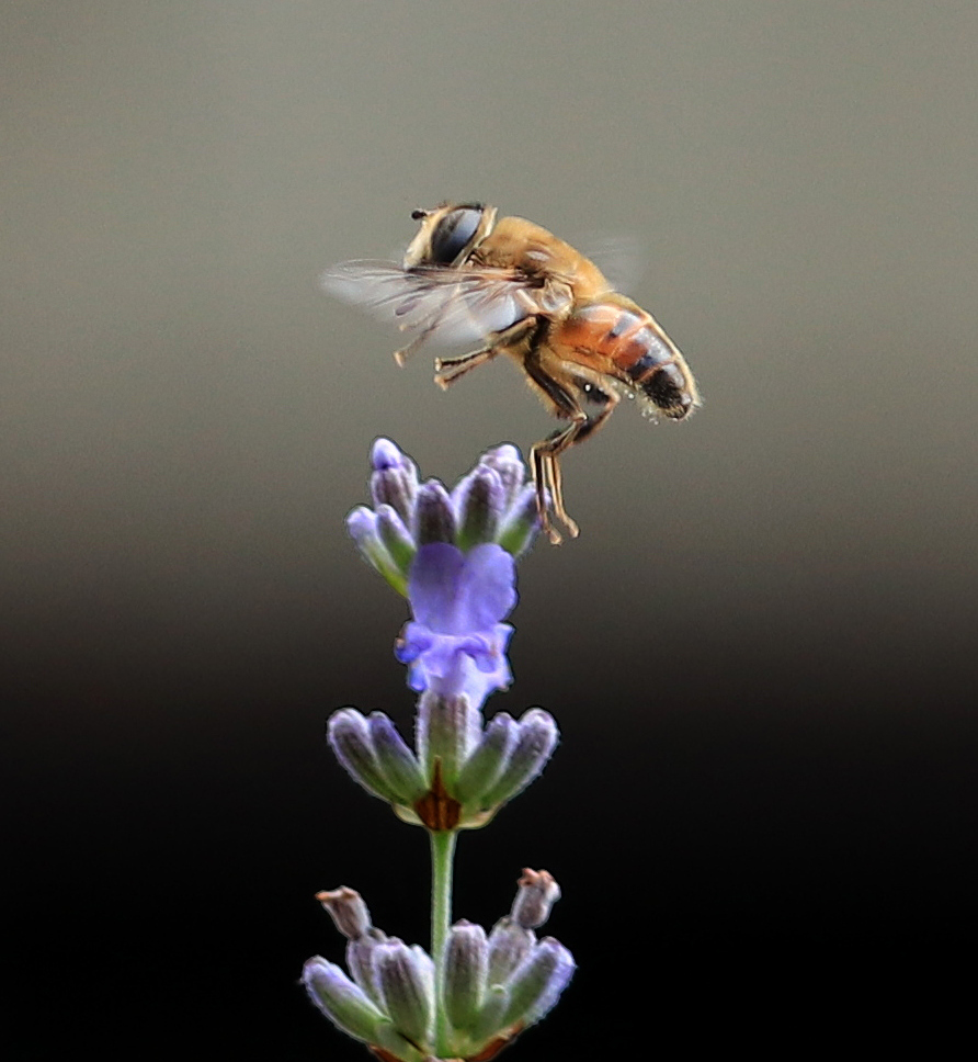 Anflug auf Lavendel....