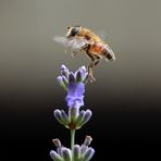 Anflug auf Lavendel....