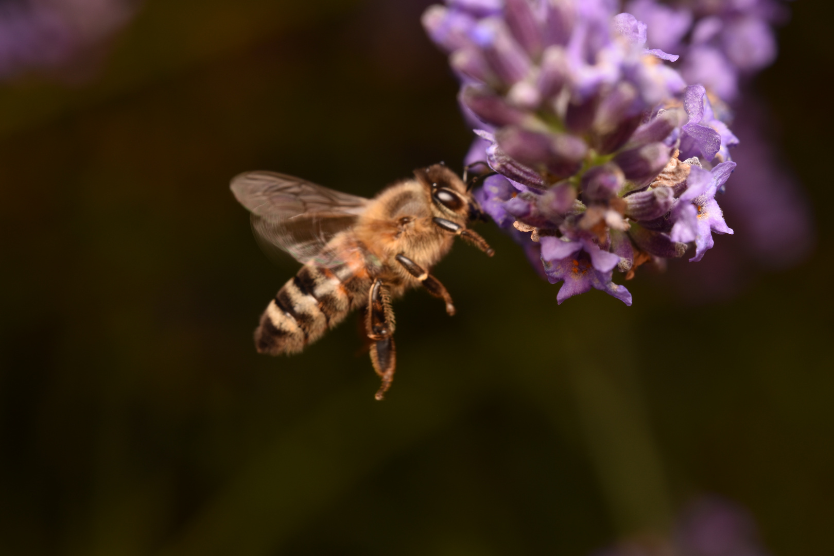 Anflug auf Lavendel