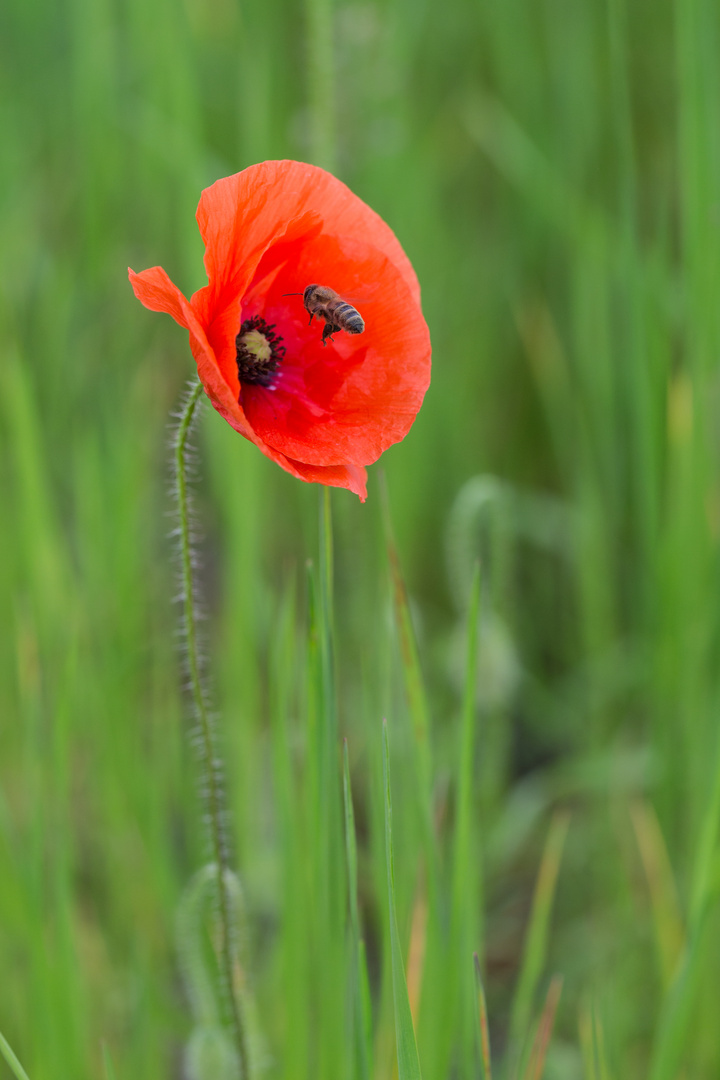 Anflug auf Mohnblume