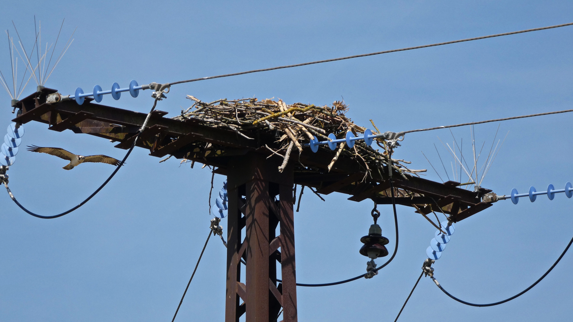 Anflug auf Nest -- 1