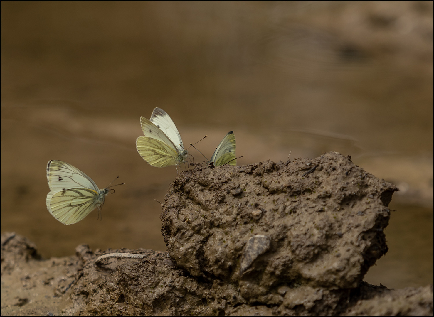 anflug auf pfützenschlamm